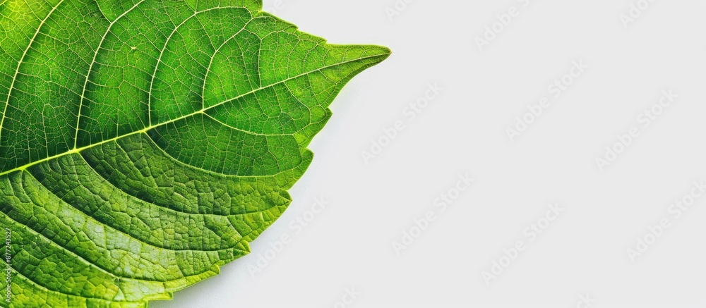 Leinwandbilder Leaf part of a card in a layout with ample copy space image