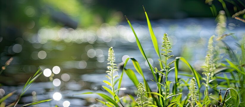Close up shot of a rogoz plant thriving by the river with copy space image