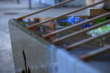 紫陽花（あじさい）手水