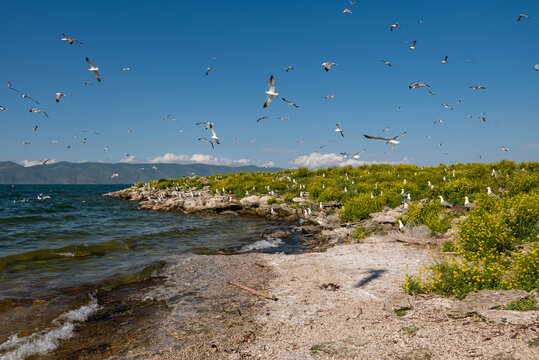Bird Island. huge number of birds on the lake Sevan, Armenia