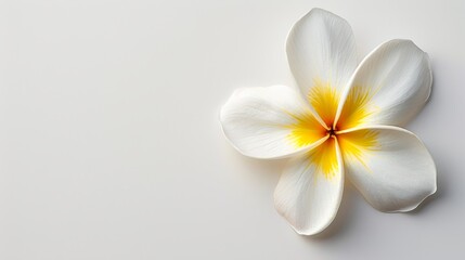 Fototapeta premium single white plumeria flower isolated on white background, minimalist floral photography.