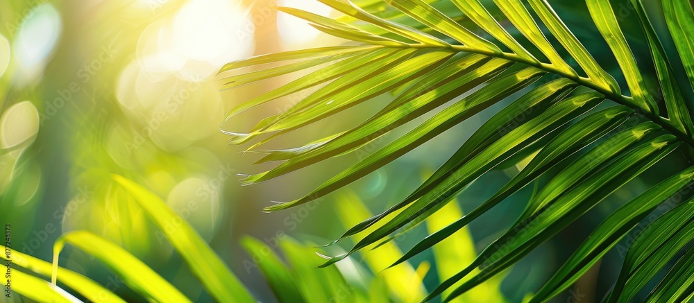 Poster photo of a palm tree s green leaf with copy space image available