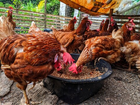 Red laying hens in large numbers