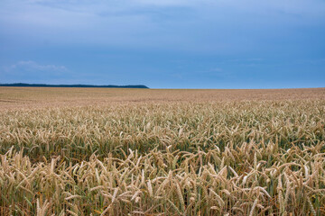Juicy fresh ears of young green wheat on nature in spring summer field close-up of macro. Green Wheat field blowing in the rural Indian fields. Germany.