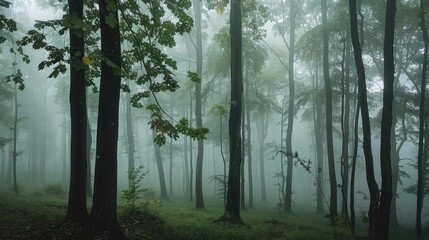 Fototapeta premium Serene misty forest scene with tall trees and soft green ground cover, creating a calming and peaceful natural environment.