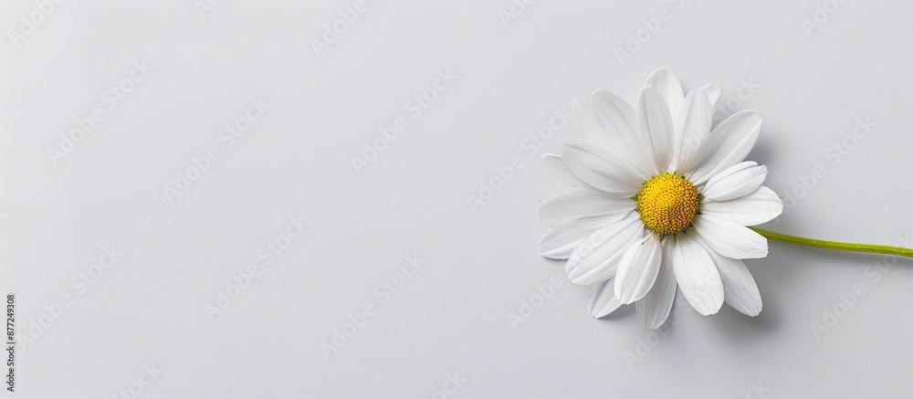 Poster white background highlighting a daisy flower with copy space image included