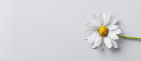 Obraz premium White background highlighting a daisy flower with copy space image included