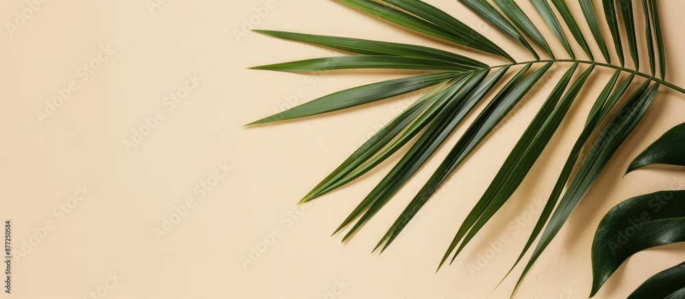 Poster flat lay with a tropical vibe featuring a palm leaf on a soft beige background perfect for a copy sp