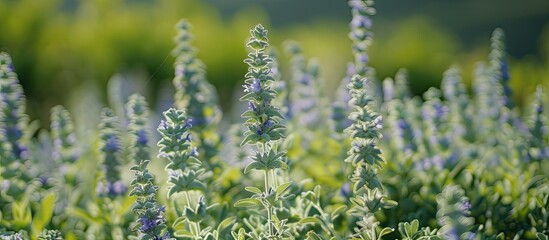 Obraz premium Field of sage plants with a stunning backdrop of sage flowers ideal for a copy space image