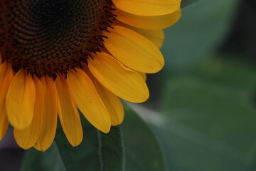 Sunflowers blooming in the park