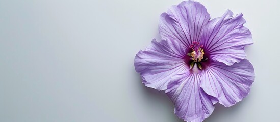 Obraz premium Hibiscus syriacus purple flower displayed on a white backdrop creates a striking visual with copy space image
