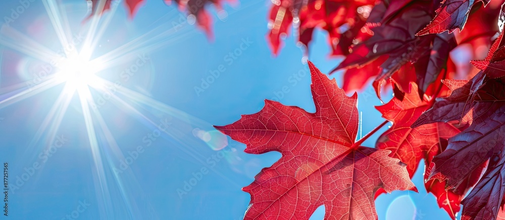Poster Macro close up of radiant red maple leaves on a sunny autumn day against a clear blue sky with room for text in the image. with copy space image. Place for adding text or design
