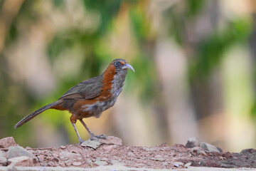 Side profile portrait of a beautiful Rusty-cheeked scimitar babbler with its characteristic long, downward-curved bill. Captured during daylight in a tropical Himalaya region of India. © Mohit