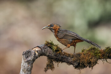 Side profile portrait of a beautiful Rusty-cheeked scimitar babbler with its characteristic long, downward-curved bill. Captured during daylight in a tropical Himalaya region of India. © Mohit