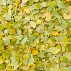ginkgo leaves