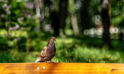 A brown pigeon is sitting on a park bench against a background of greenery.
