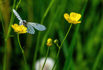 A white butterfly on a flower in a field on a summer day in close-up.