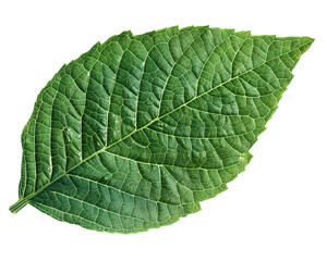 Obraz premium Detailed Close-Up View of a Single Green Leaf Isolated on White