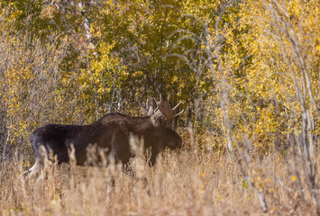 Bull Moose During the Rut in Autumn in Wyoming