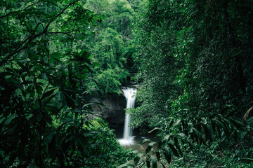 In the heart of the tropical jungle, a majestic waterfall cascades into the river, blending seamlessly with the lush outdoor beauty of nature's forest.