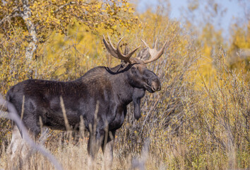 Bull Moose During the Rut in Autumn in Wyoming