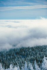 Snowy trees in the mountains above the clouds during cold winter.