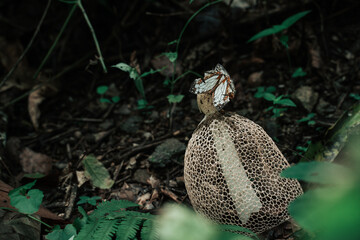 In the tranquil forest, a butterfly flits among the mushrooms, creating a picturesque background that embodies the serene harmony of nature.