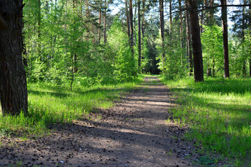 a dirt path through a forest with a tree in the background