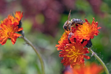 Honigbiene auf Blüte © C. Schüßler