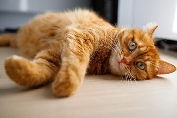 Cute ginger cat lying on the floor close up