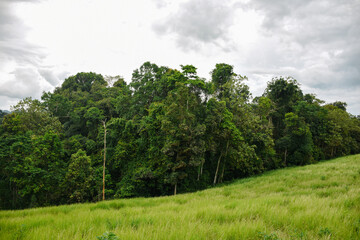 landscape with trees and clouds