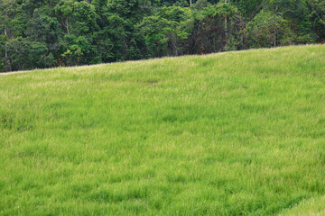 Obraz premium grass in the field