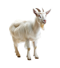 Obraz premium White Goat isolated on transparent background cut out png