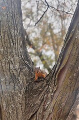 squirrel on tree