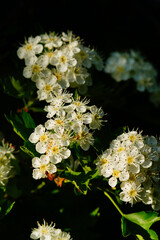 Macro shot of white cherry flowers on a black and green background in garden