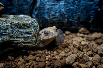 ナンブヒキガエルのアップ