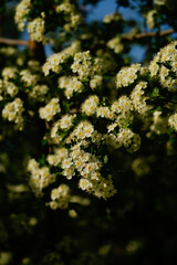 White cherry flowers on a black and green background in garden