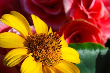 large yellow heliopsis flower in a bouquet with pink flowers