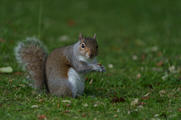 squirrel in the park