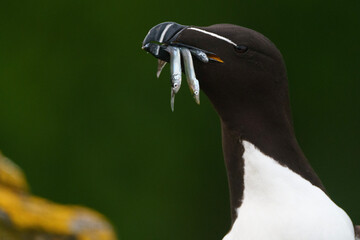 atlantic puffin or common puffin