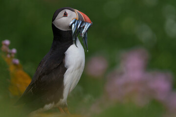 red winged blackbird