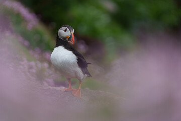 atlantic puffin or common puffin