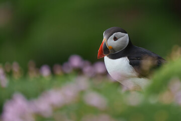 atlantic puffin or common puffin or common puffin