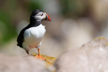 Naklejka premium atlantic puffin or common puffin or common puffin