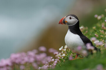 atlantic puffin or common puffin or common puffin