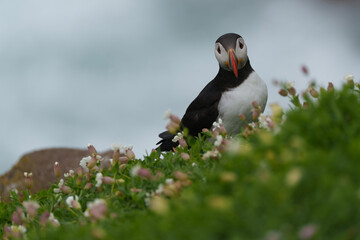 atlantic puffin or common puffin or common puffin