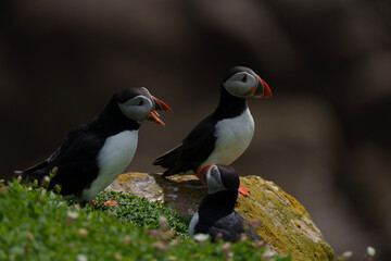 atlantic puffin or common puffin on country