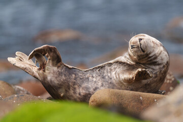 island sea lion