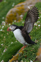 atlantic puffin or common puffin or common puffin