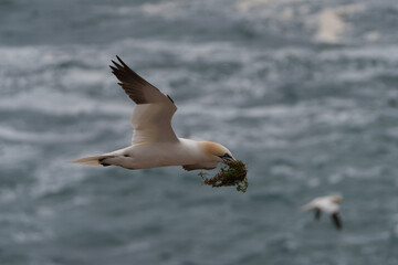 seagull on the sea